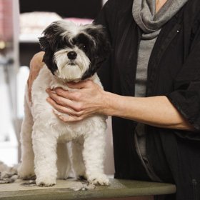 Dog Grooming Attleborough Dog Grooming Attleborough