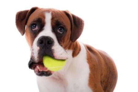 when do lab puppies stop biting do dogs stop biting after teething how to get my lab when do lab puppies stop biting do dogs stop biting after teething how to get my lab