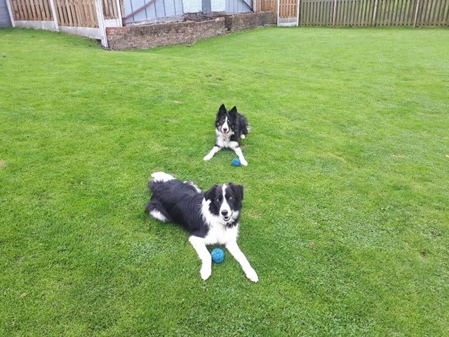 Kennels - Rochdale, Littleborough, Lanceshire | Burnedge Boarding