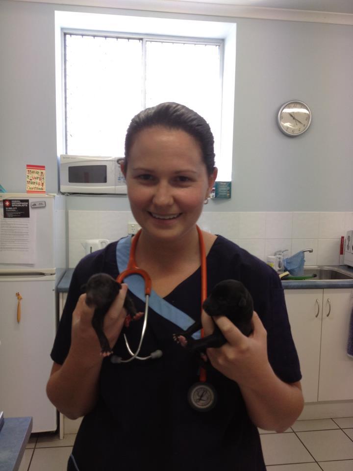 terrace vet irrawang veterinary hospital raymond terrace nsw our terrace vet irrawang veterinary hospital raymond terrace nsw our