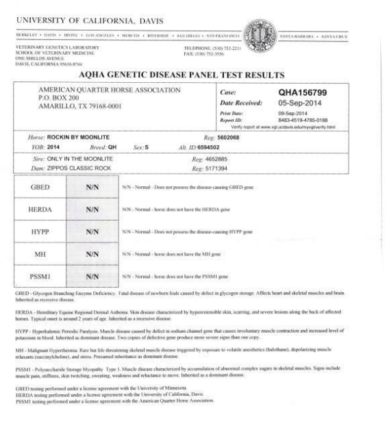 Records | Rockin By Moonlite | Triple Registered Stallion