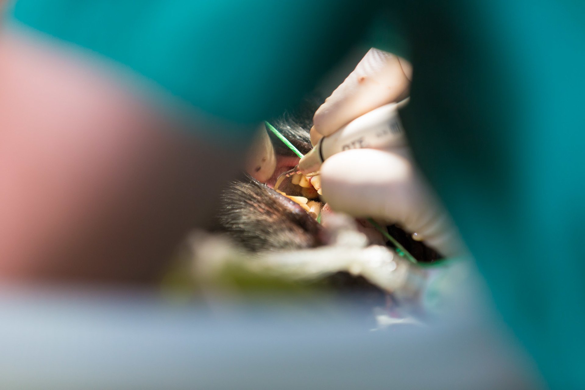 Our Pet Services Vets in Sidmouth Jurassic Vets