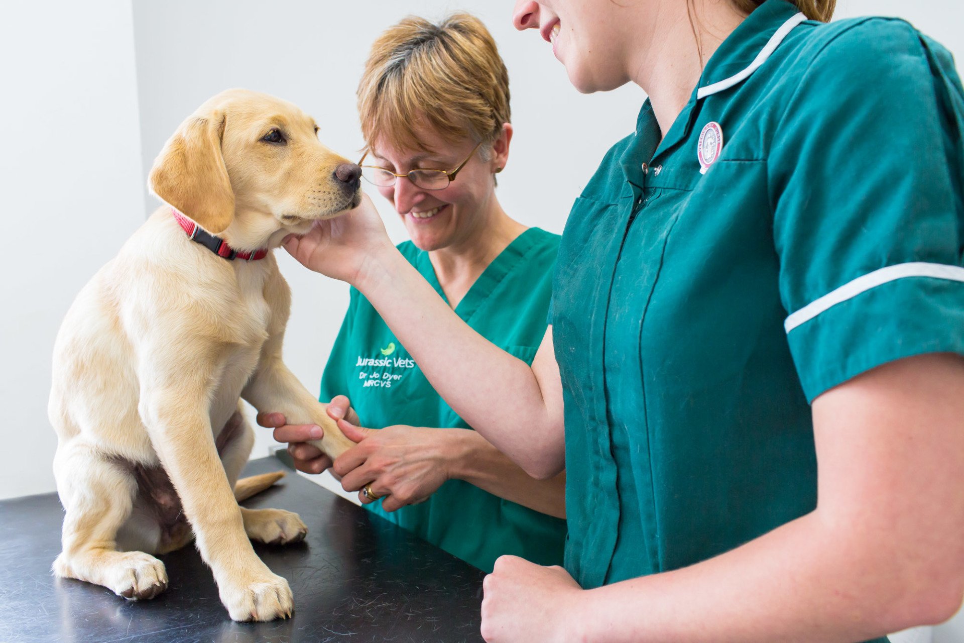 Consultations, Emergency Vet & Nursing Clinic in Sidmouth and Colyton