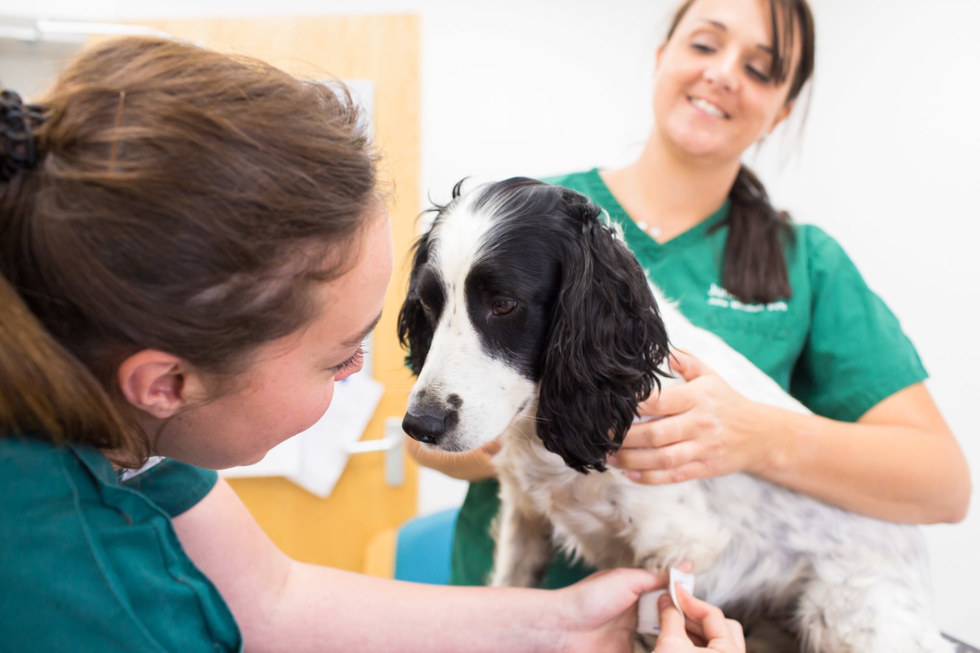 Our Pet Services Vets in Sidmouth Jurassic Vets