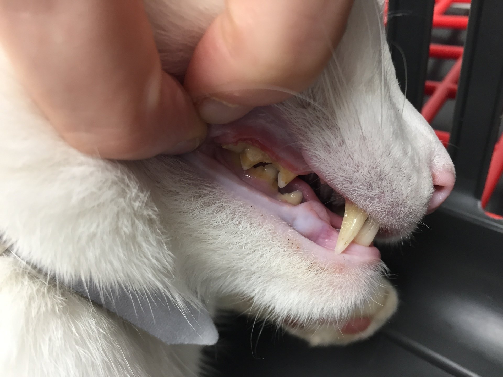 Dental surgery for pets in Sidmouth and Colyton Jurassic Vets