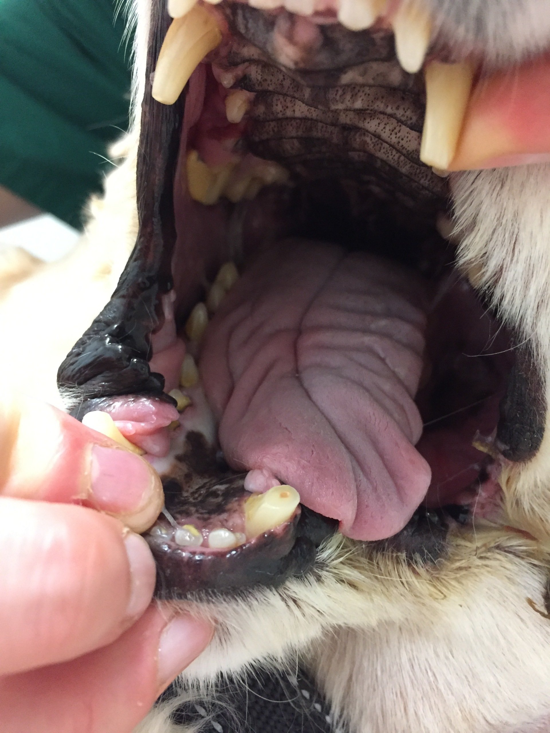 Dental surgery for pets in Sidmouth and Colyton Jurassic Vets