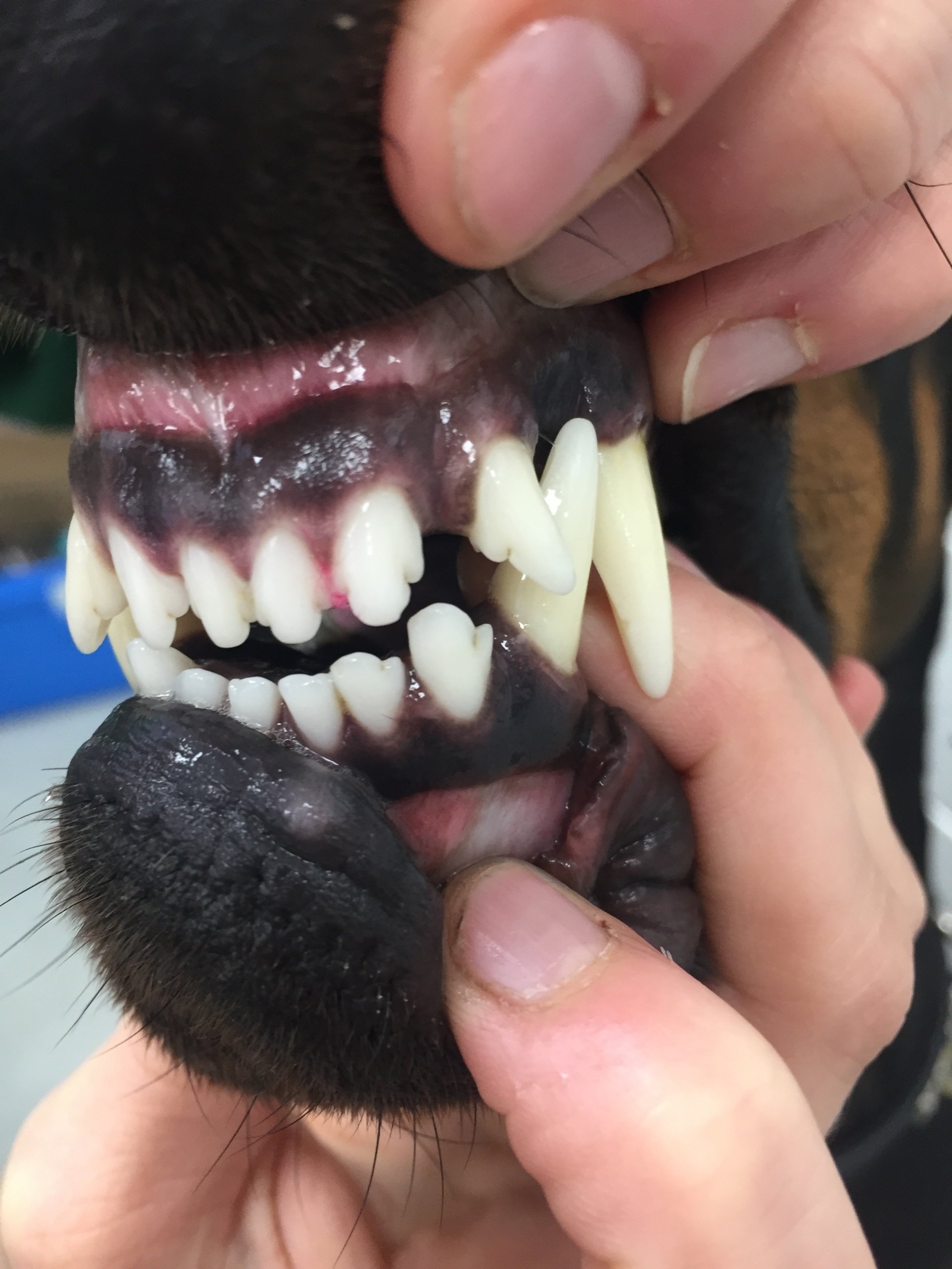 Dental surgery for pets in Sidmouth and Colyton Jurassic Vets