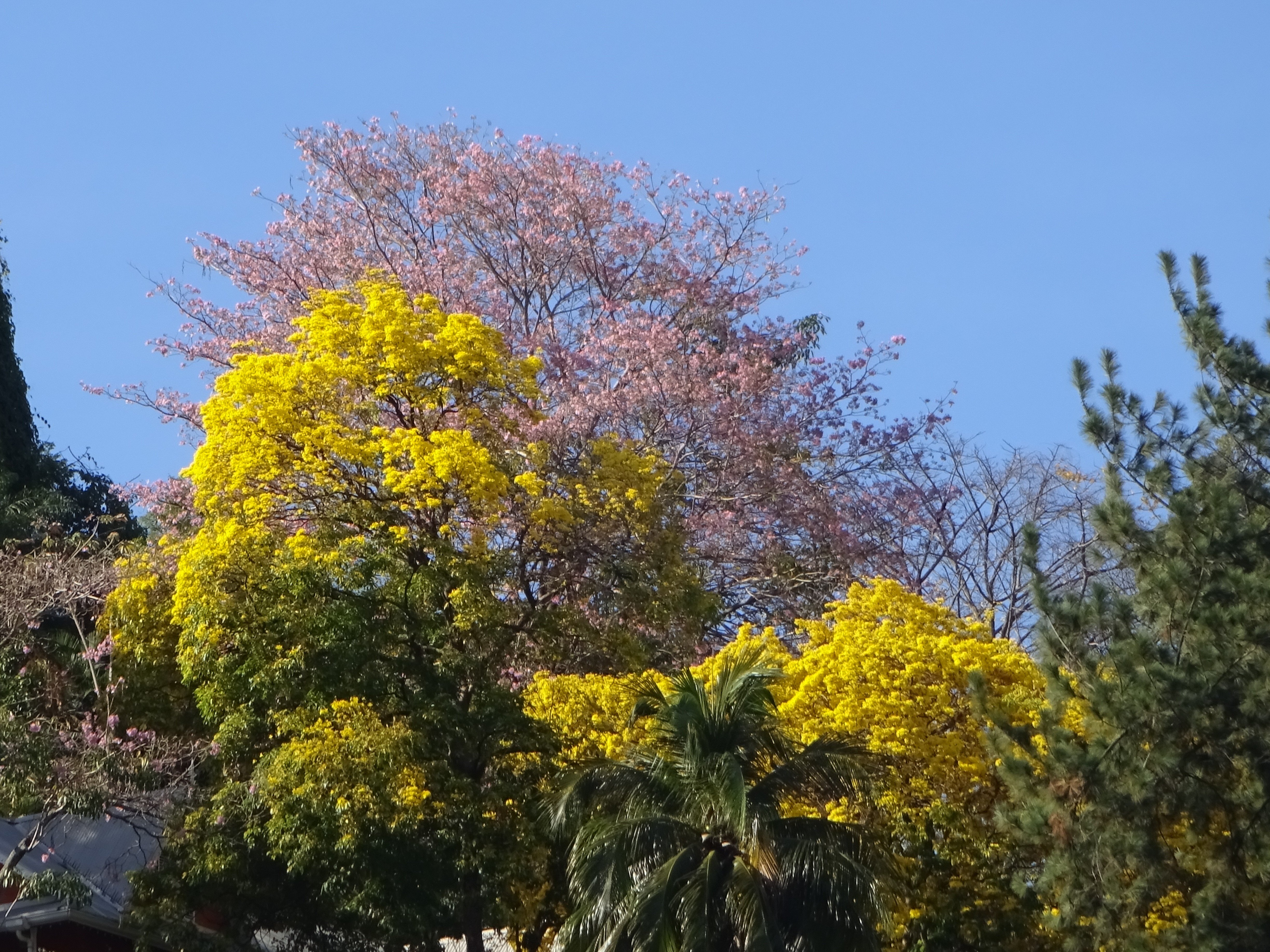 Poui Trees of Trinidad and Tobago Blossom & Mark The end of Dry Season