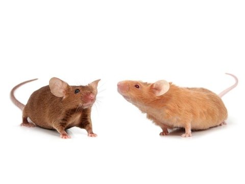 Derattizzazione Bait System