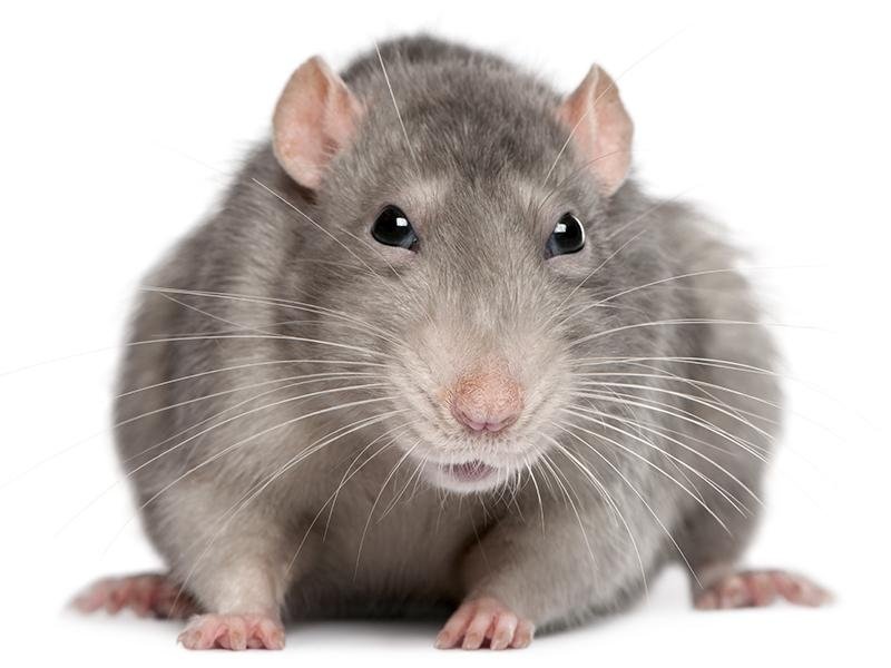 News derattizzazioni