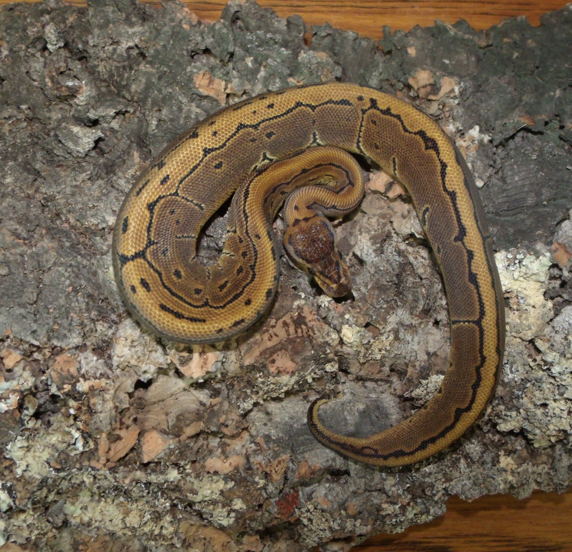 Reptile shop | Durham | Seaham Pets, Gardens & Reptiles