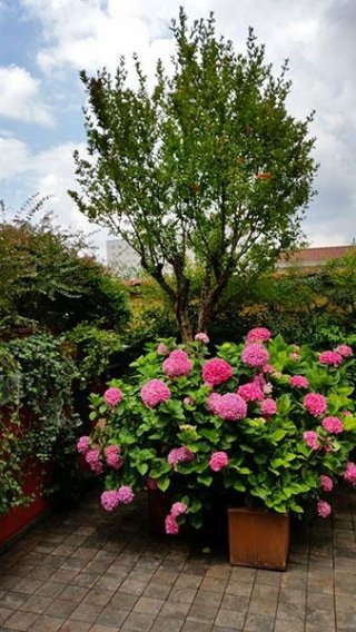 Giardinaggio milano la terrazza Imprese giardinaggio milano