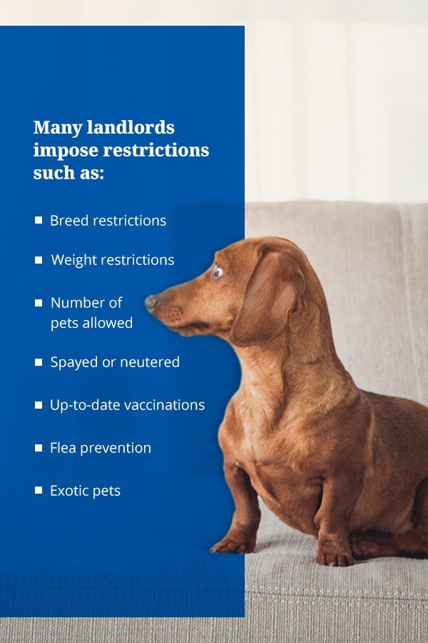 Should I Allow Pets In My Rental? Property Management