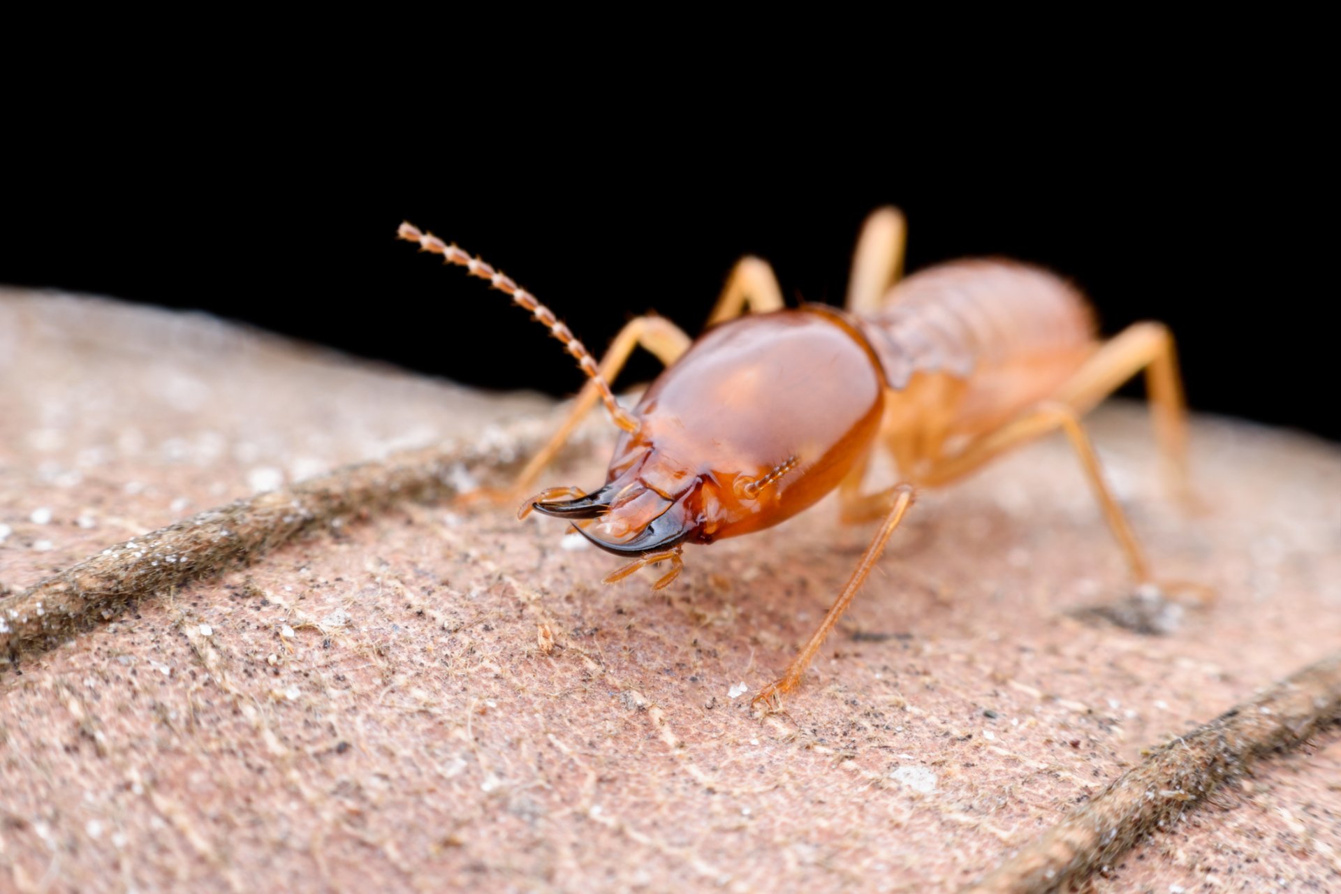 Termite Treatment New Martinsville, WV Joy Exterminators