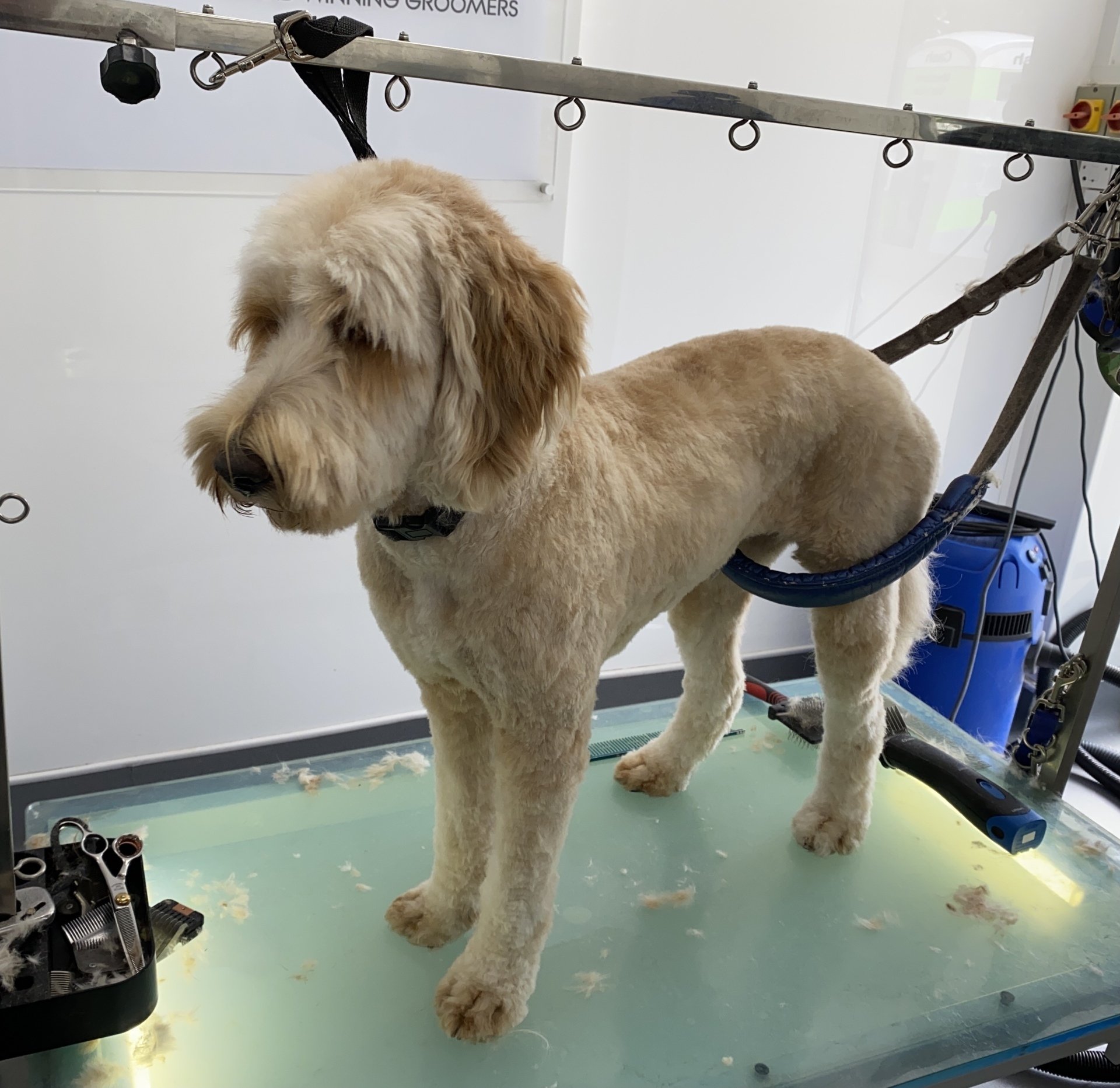 Mobile dog grooming in Bucks & Oxfordshire