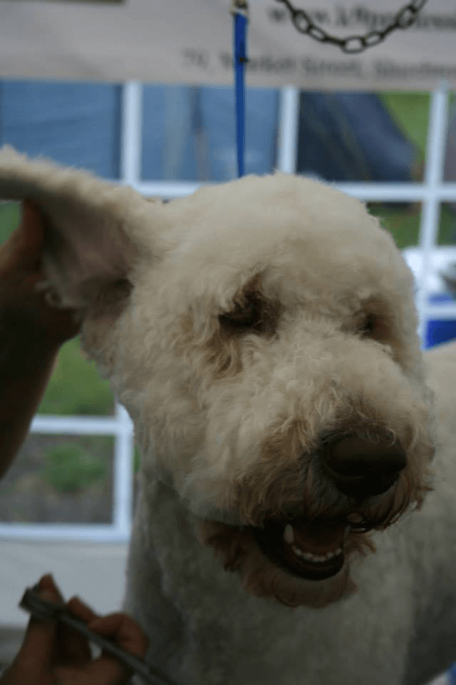 Puppy grooming in Mansfield K9 Cuts Professional Grooming