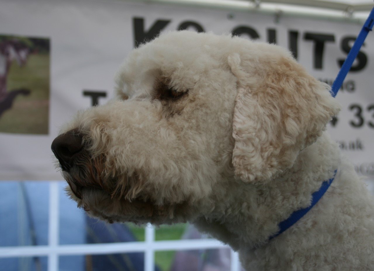Puppy grooming in Mansfield K9 Cuts Professional Grooming