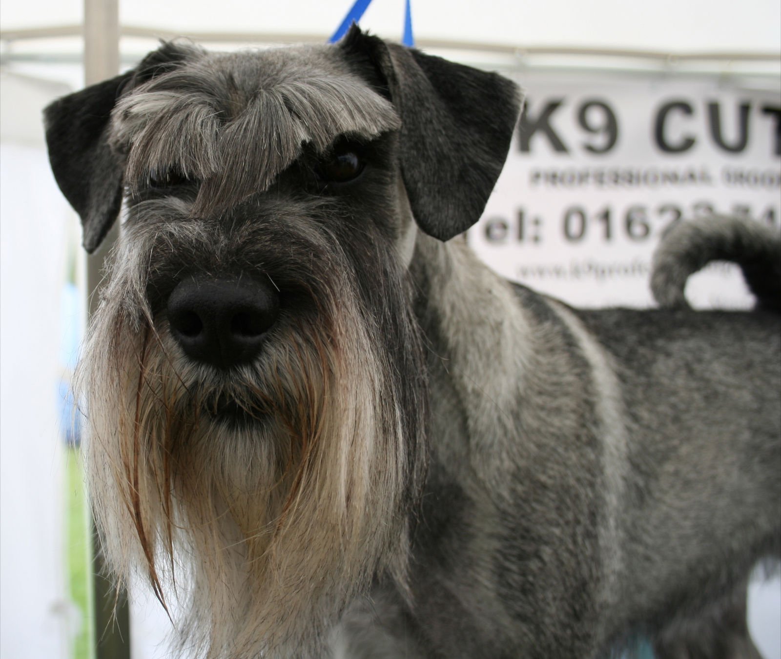 Puppy grooming in Mansfield K9 Cuts Professional Grooming
