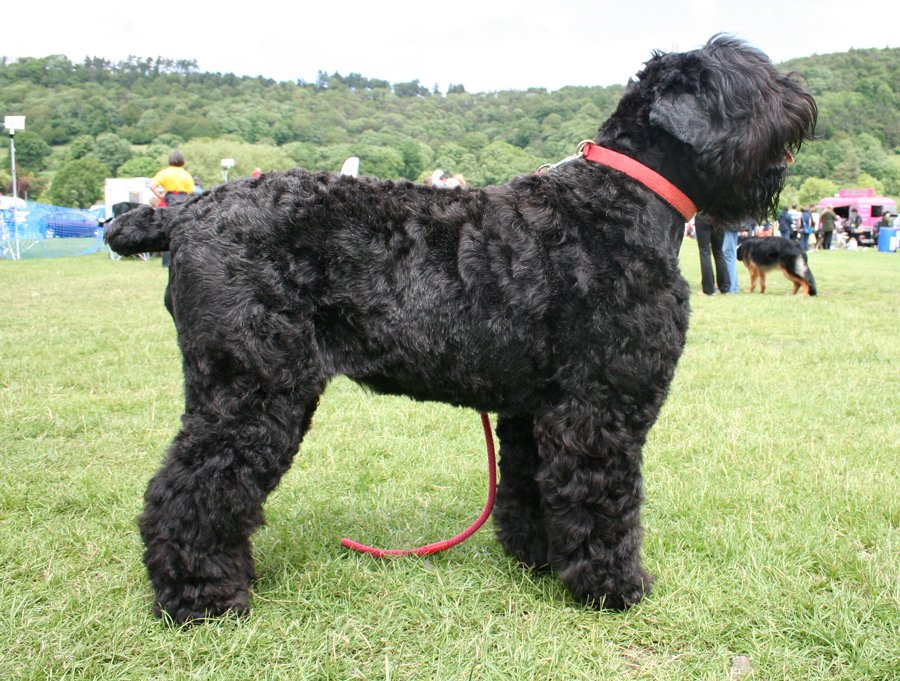 Puppy grooming in Mansfield K9 Cuts Professional Grooming