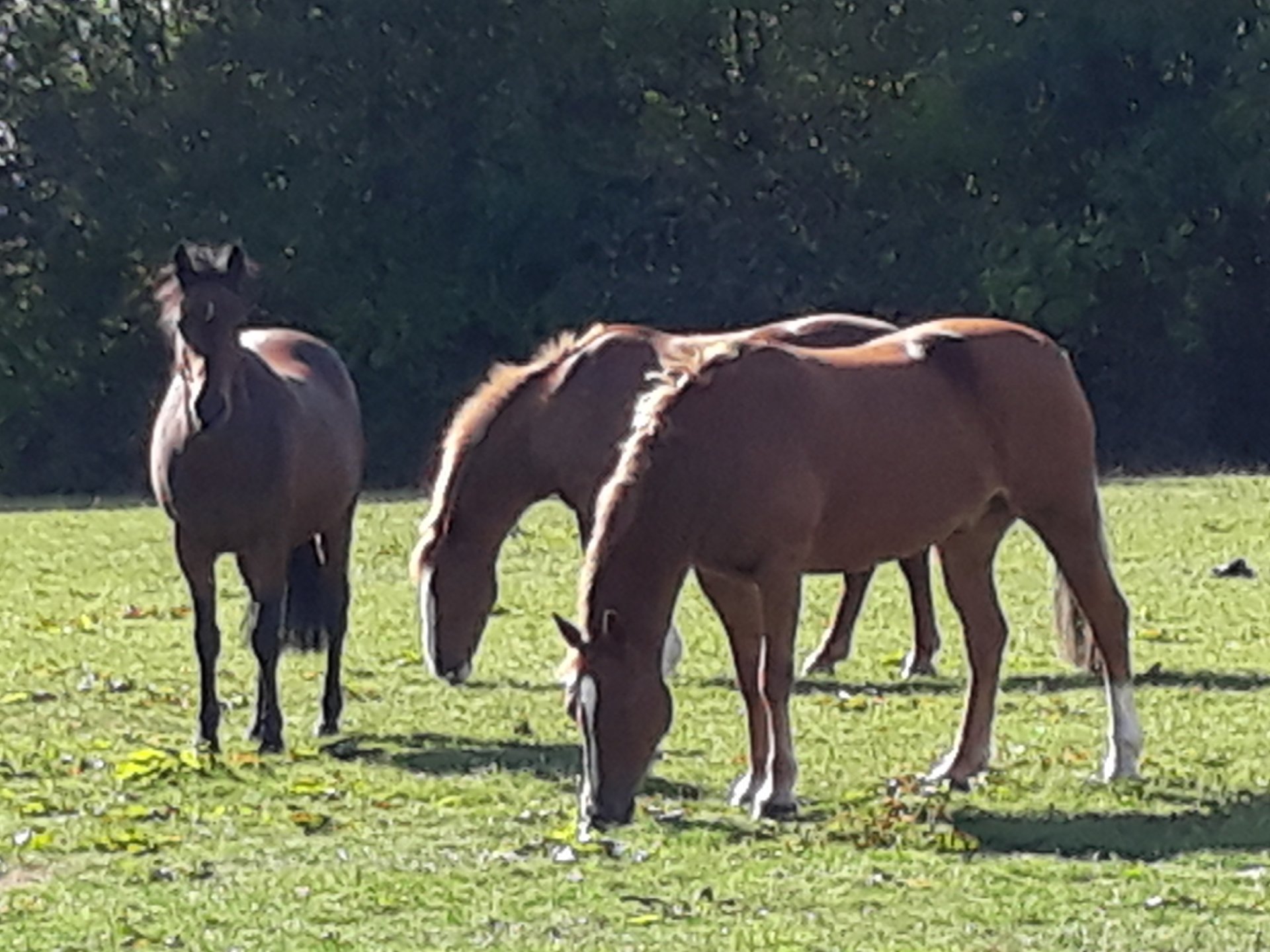 Livery Yard Gallery Taunton Badger Livery Yard