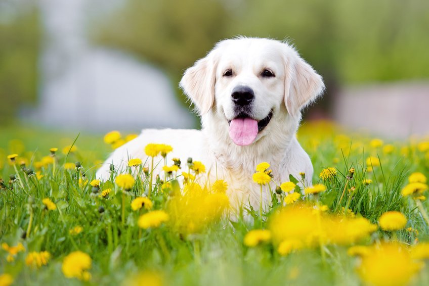 Grass Seeds and Your Dog