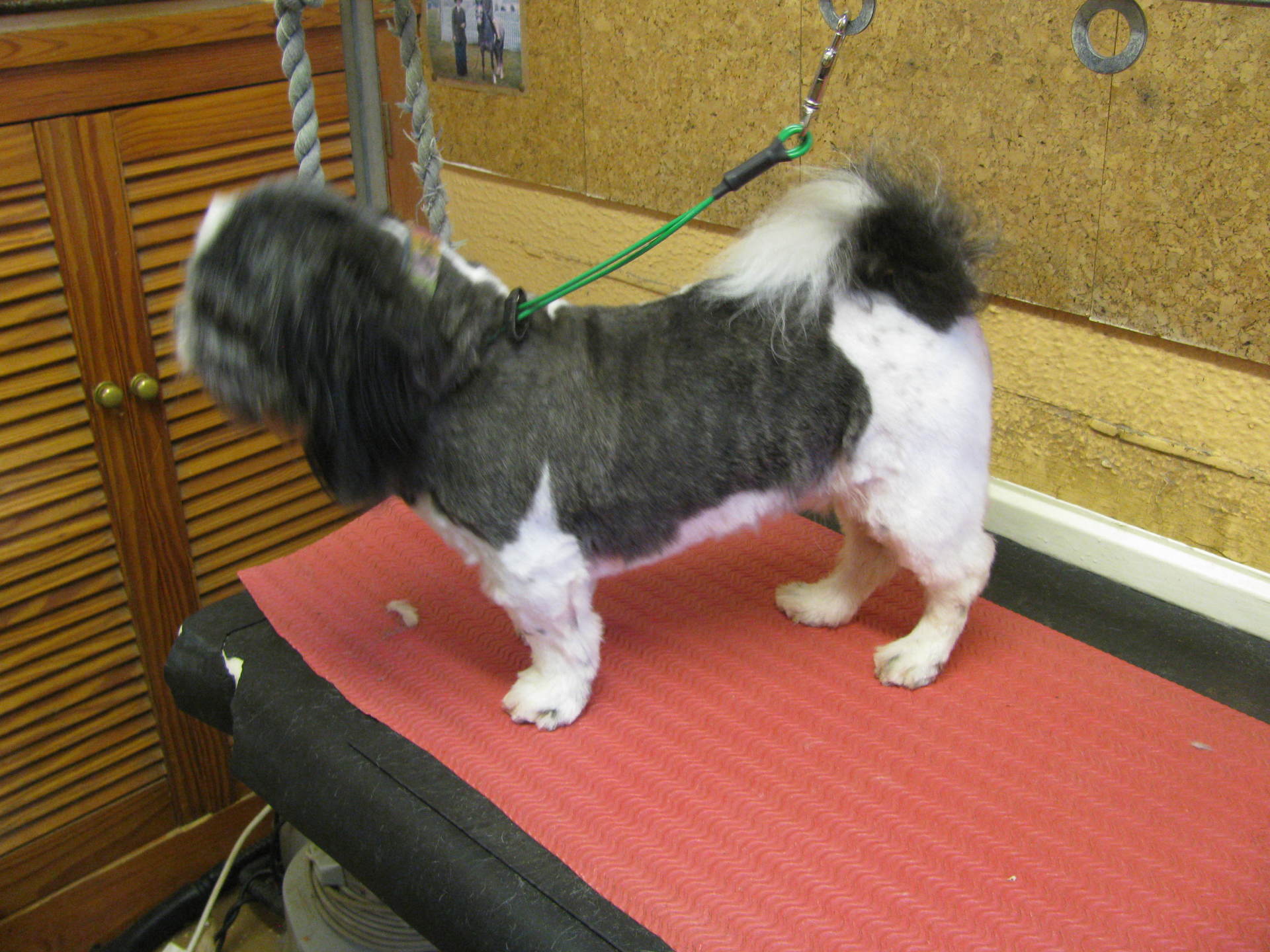 Dog grooming in High Wycombe | Claire&rsquo;s Canines