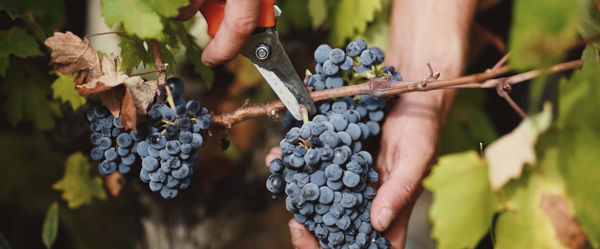 Vineyard & Winery Croatia Relais & Chateaux