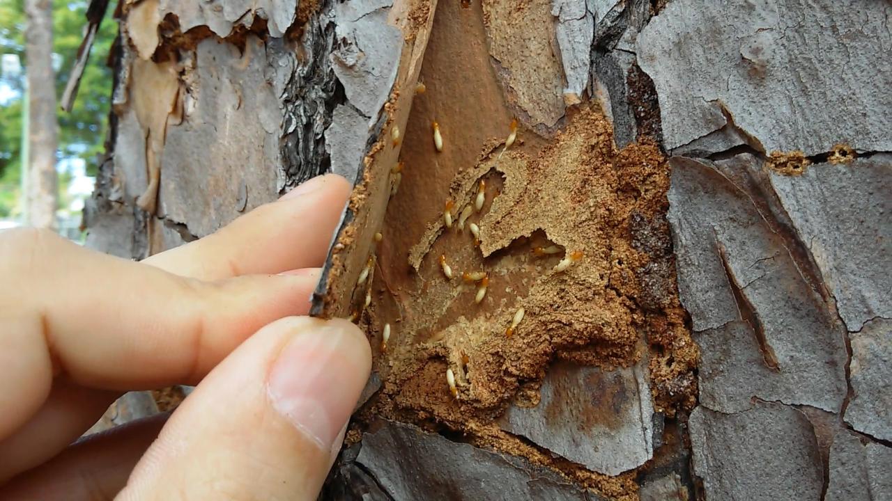 termites tree signs know termite pruning tell