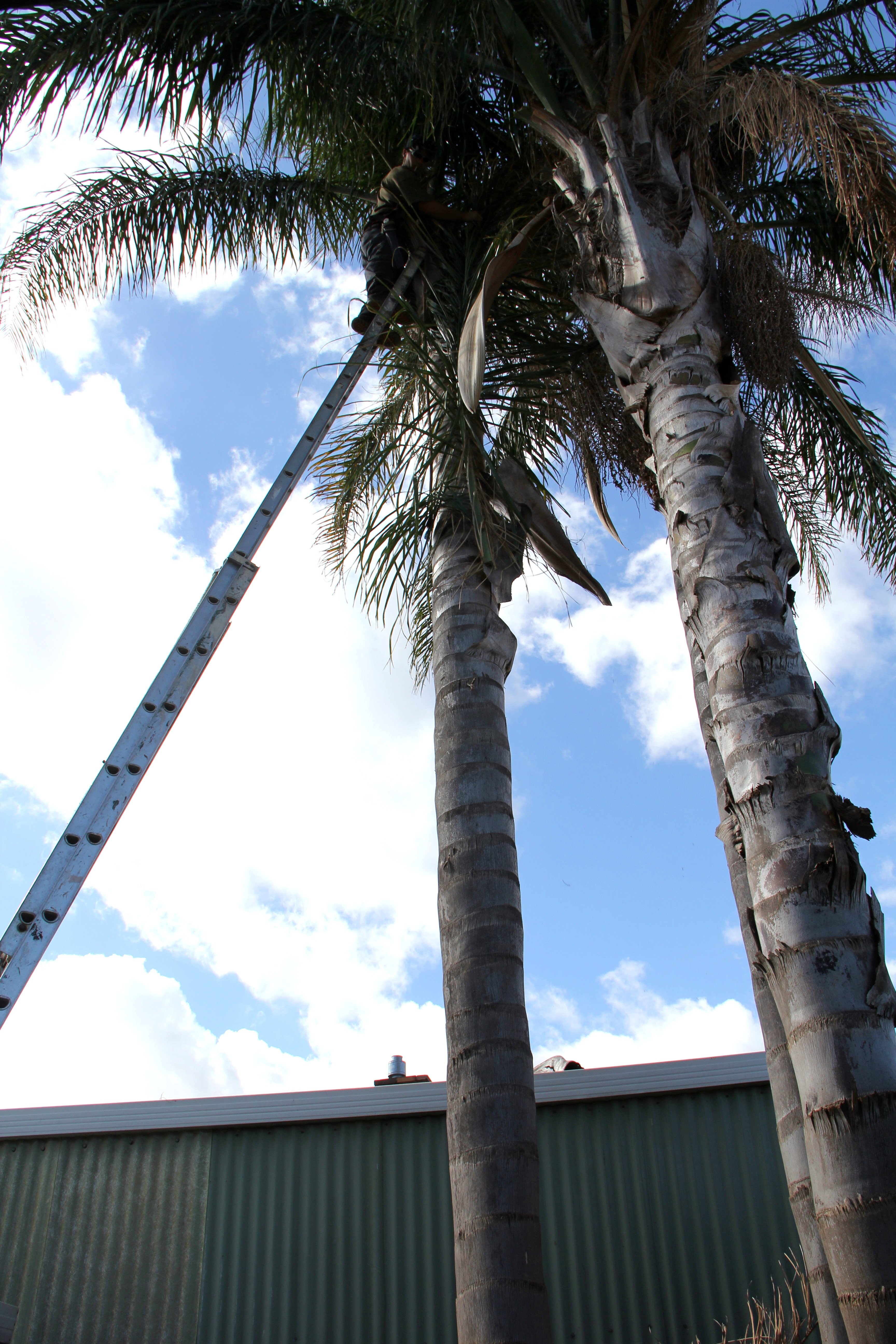 Palm Tree Removal Adelaide Your Palm Tree Removal Services in