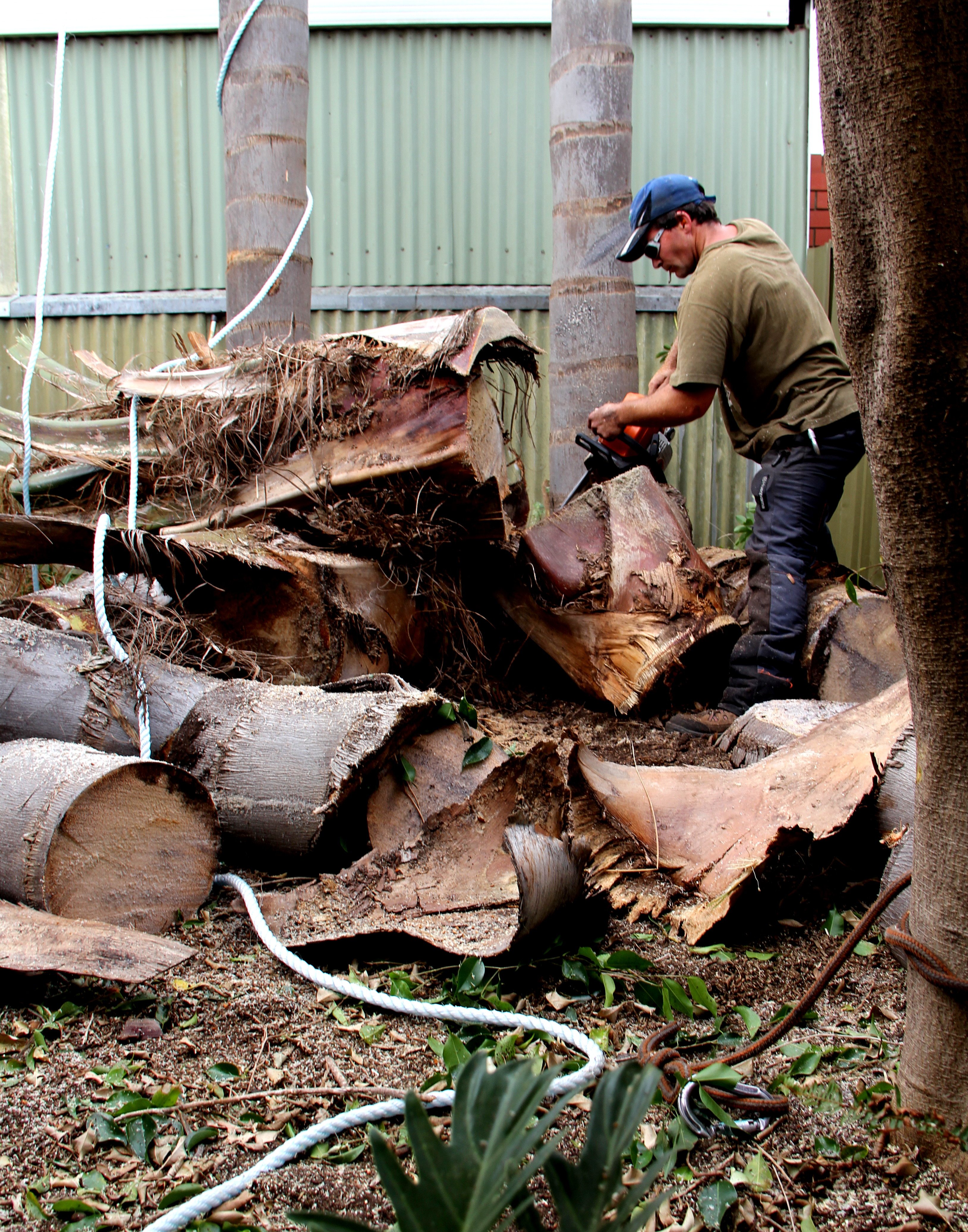 CTL Services Photo Gallery of Tree Removal & Tree Cutting Services