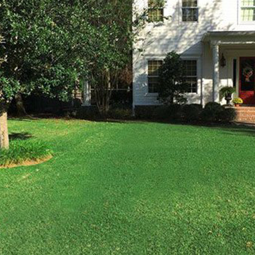 ICON Zoysia Sod Jacksonville, FL and surrounding areas The Sod Lot