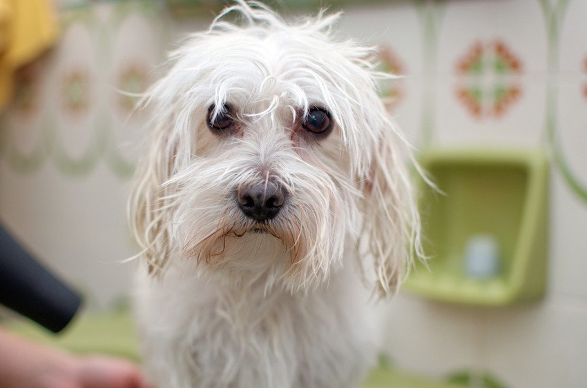 Mobile dog grooming Rowley Regis Practically Pawsome