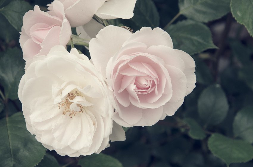 Funeral arrangements by Stephen P Gay Funeral Service