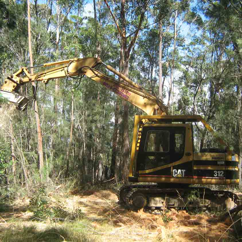 yellow bobcat in trees