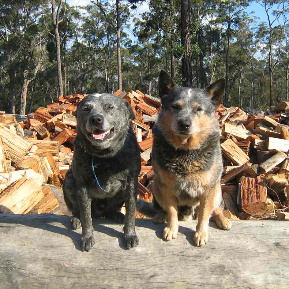 two dogs sitting in front of a stack of firewood