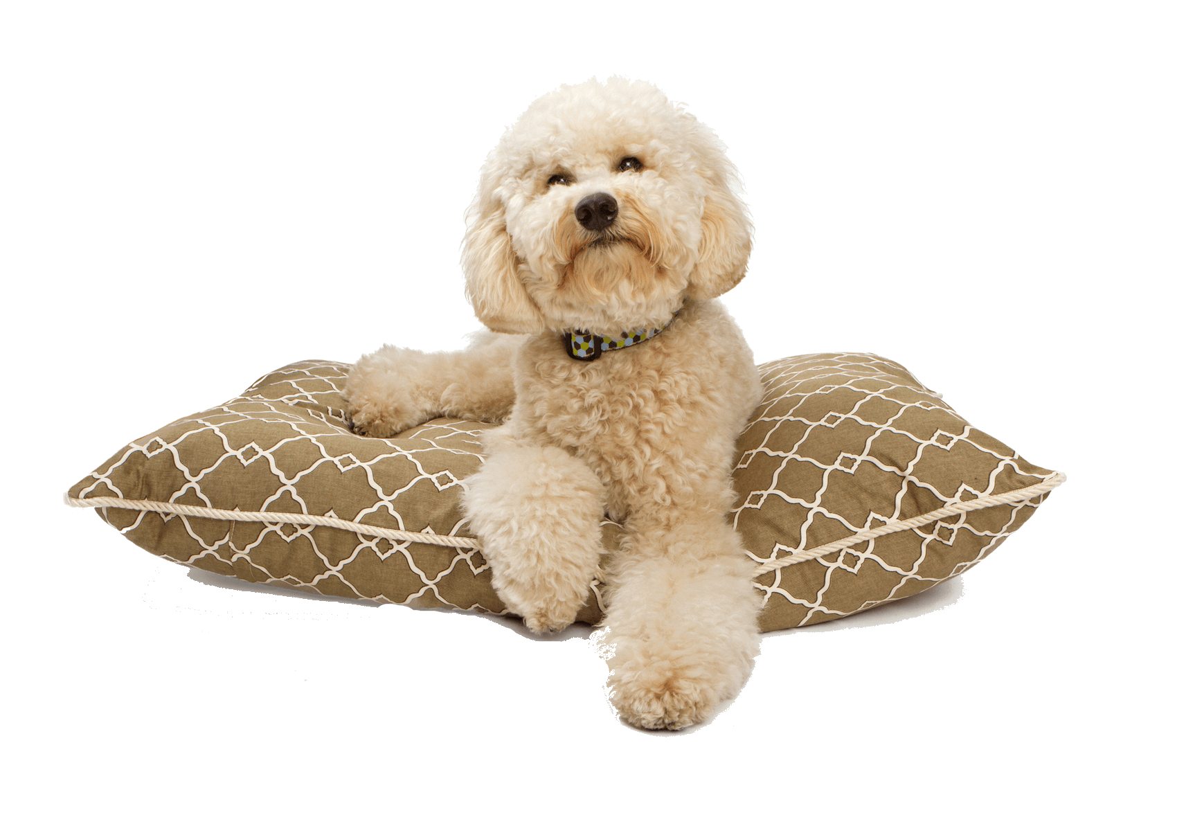 Dog Groomer La Crosse, WI Dee's Dog Salon