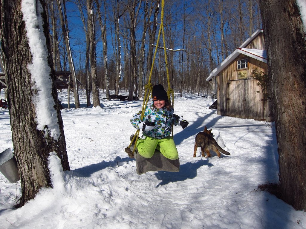 Homemade Maple Syrup Farm Trillium Ridge Sugarworks