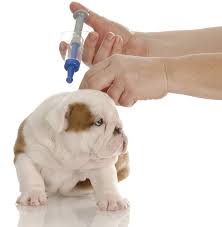 pets vaccine