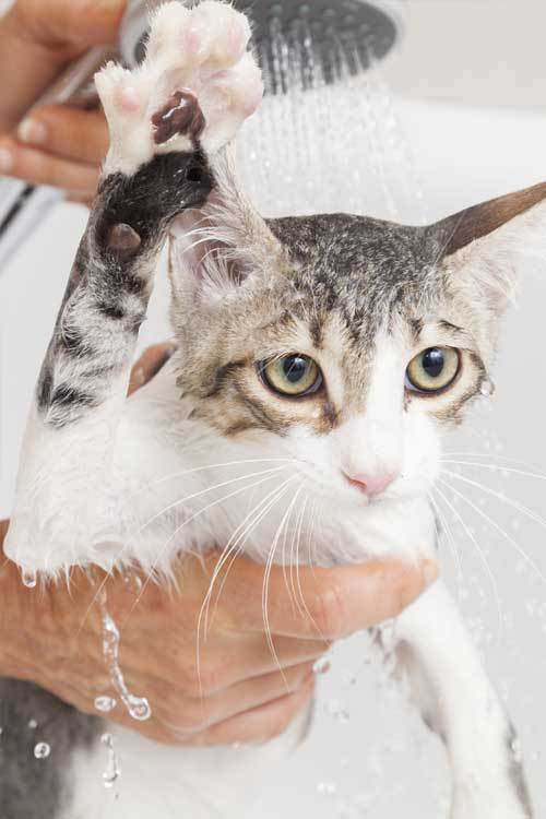 Cat Grooming Milton, FL Pensacola, FL Susie's Pet Styling