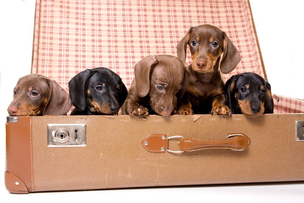 dachshund puppies florida miniature dachshund puppies dachshund puppies florida miniature dachshund puppies