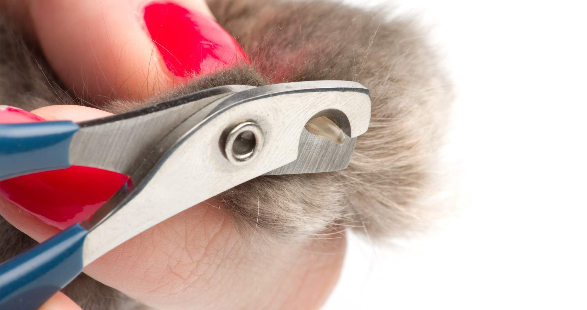 Why You Should Hire Professionals for Dog Grooming Clippet Pet Salon