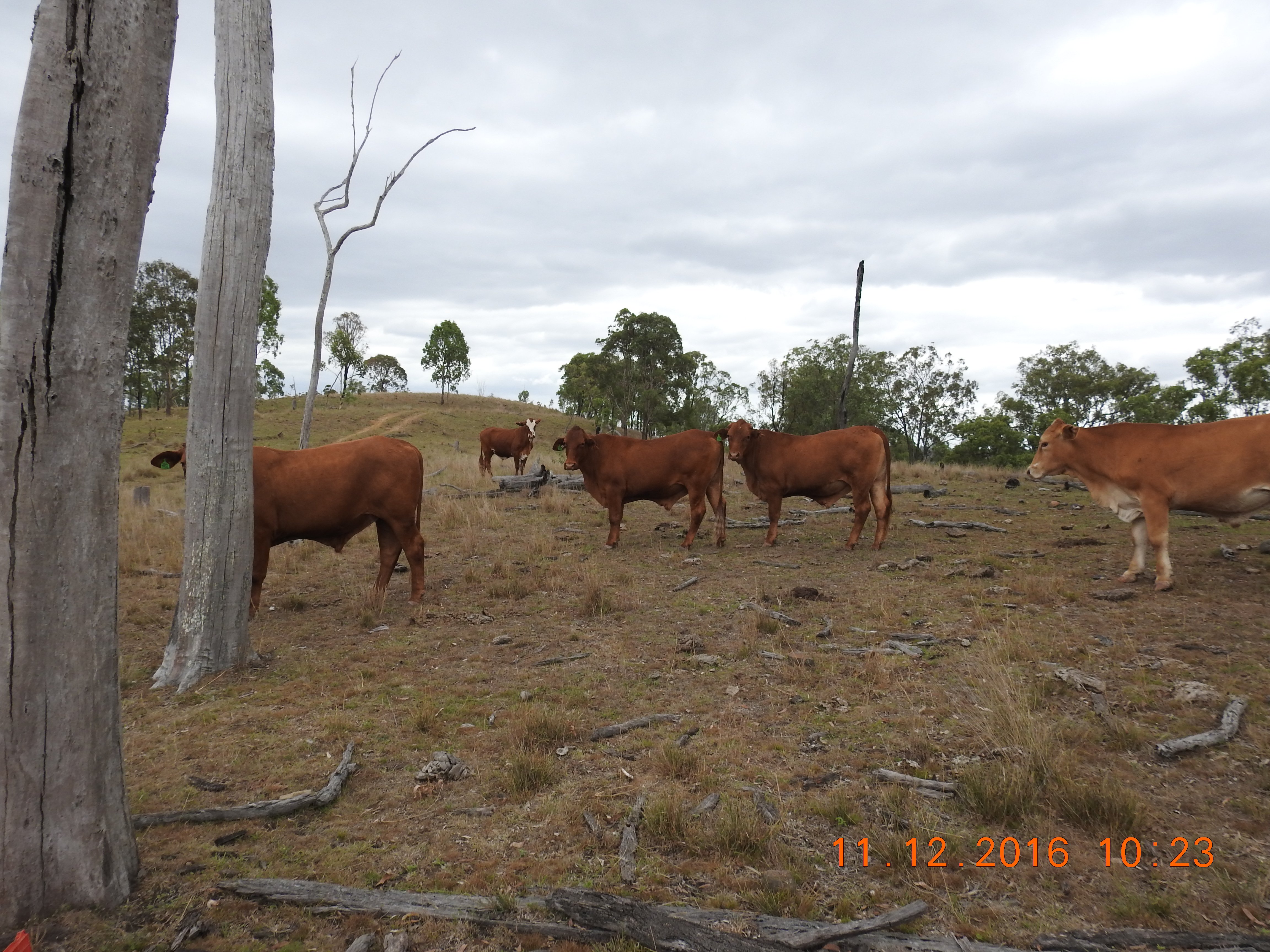 Cows grazing in a lush