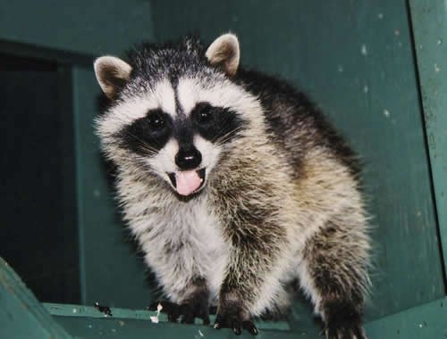 Raccoons | Critter Care Wildlife Society