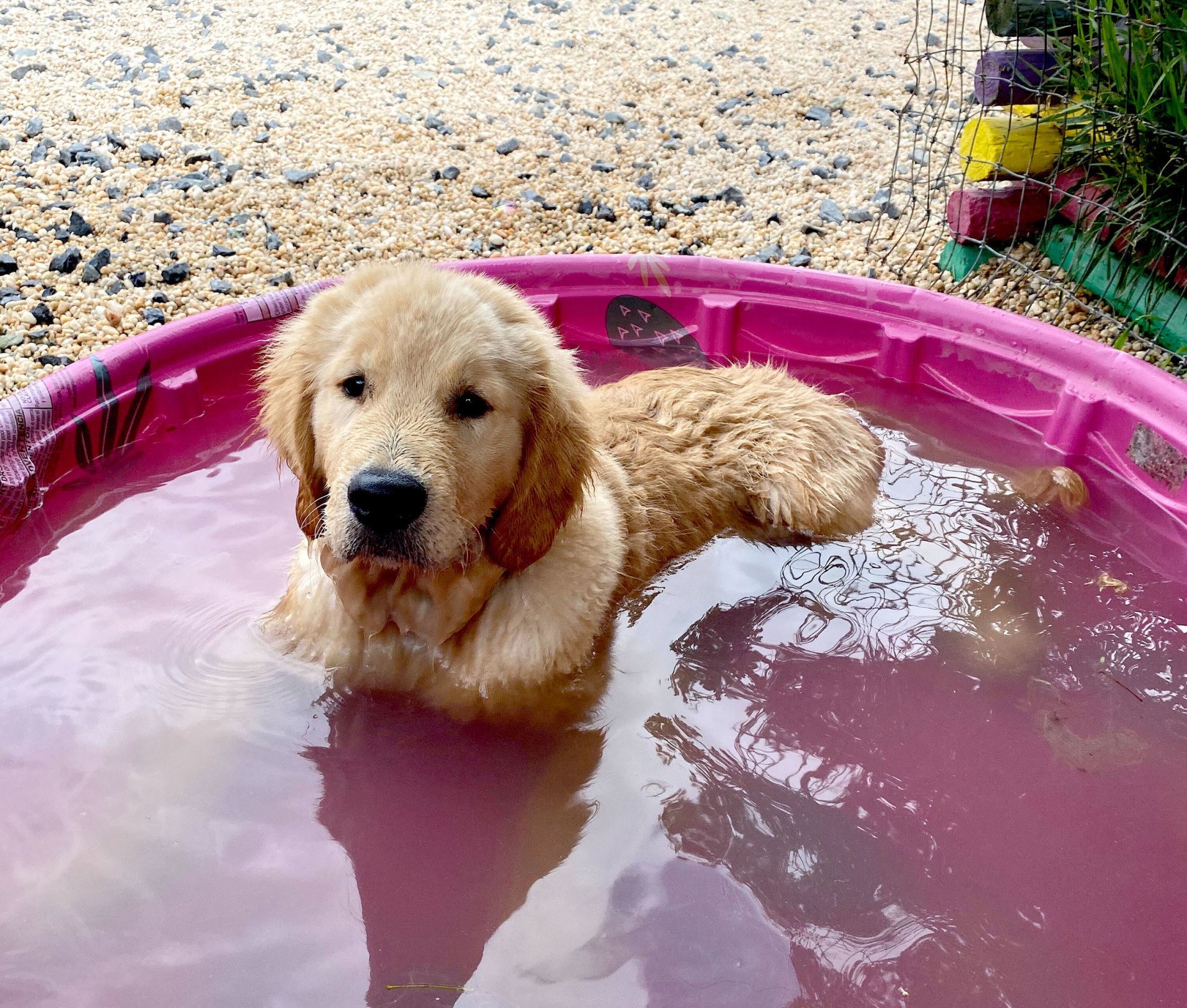 Mill Pond Veterinary Clinic 2255 Mill Pond Road, Quakertown, PA. A full