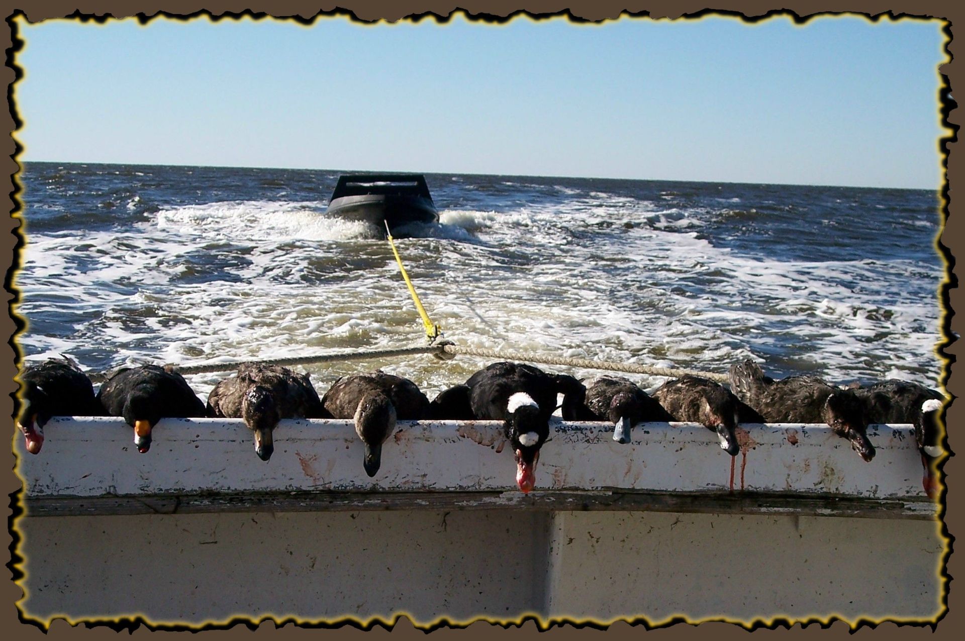 NC duck hunt, North Carolina Duck hunting Guide, Swan Hunting