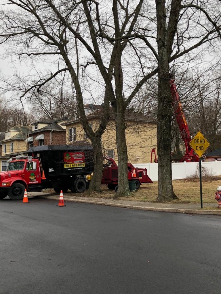 Gallery Morales Brothers Tree Service, LLC