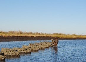Living Shoreline - Baton Rouge, LA - Coastal Environments, Inc. Living Shoreline - Baton Rouge, LA - Coastal Environments, Inc.