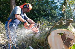 A man wearing protective goggles, working on a felled tree trunk