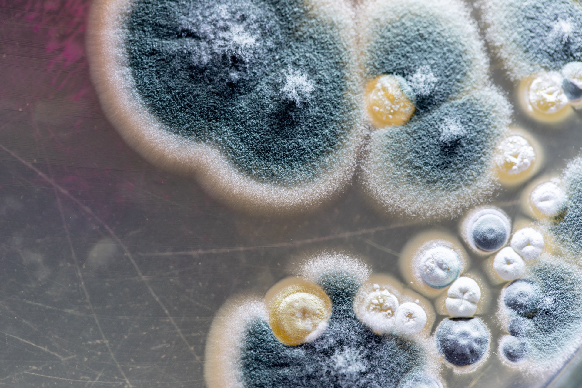 Mold S Secret Life Biotic Or Abiotic - lkkmeg8