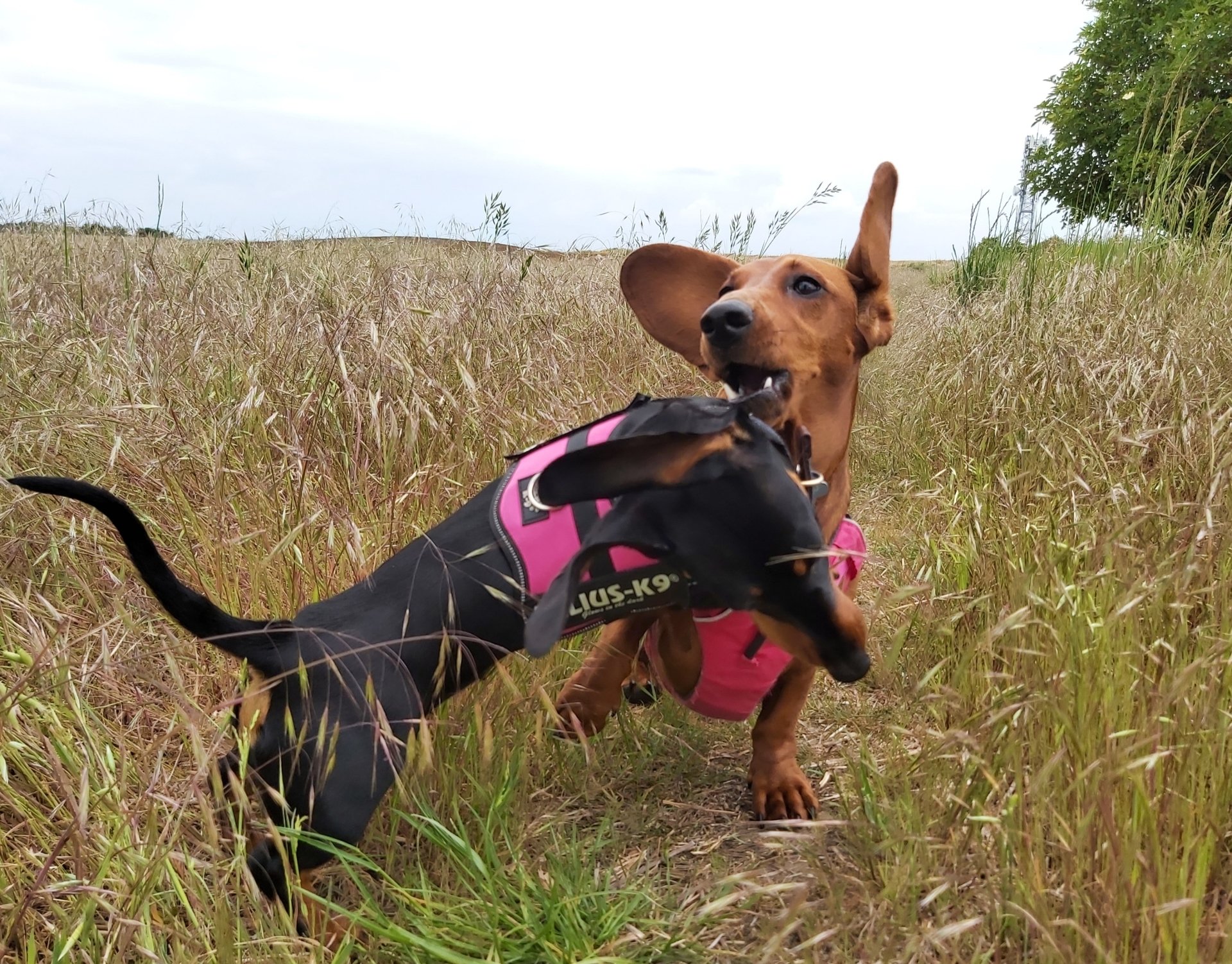 Prices│Blue Lead Dog Walking & Grooming